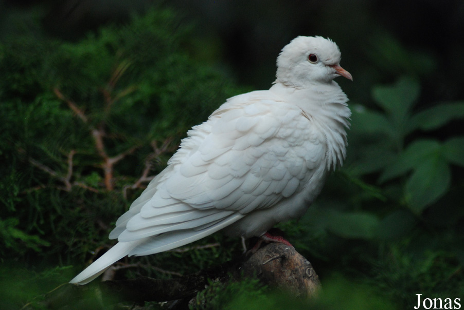 Streptopelia decaocto