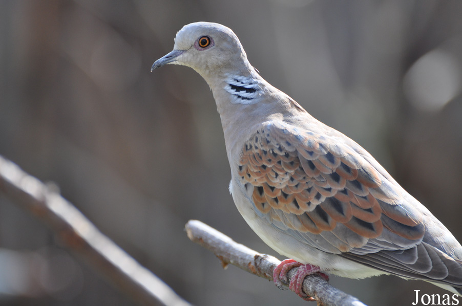 Streptopelia turtur