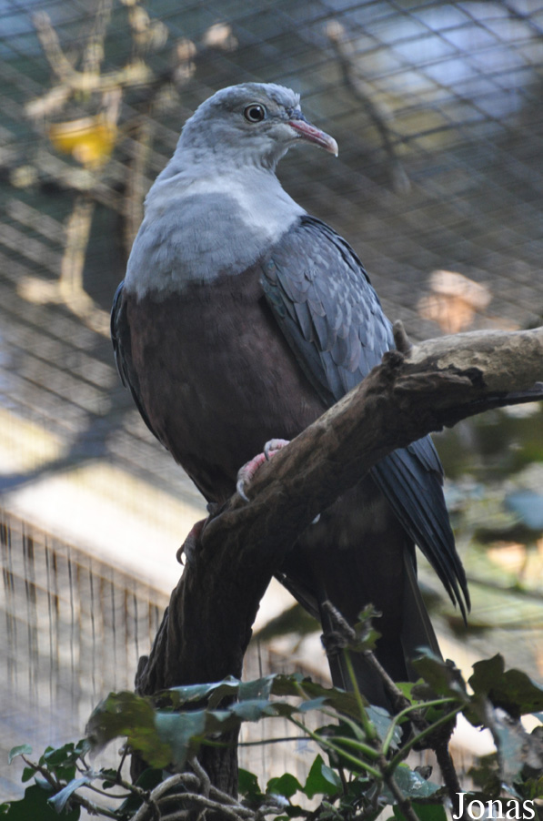 Ducula carola