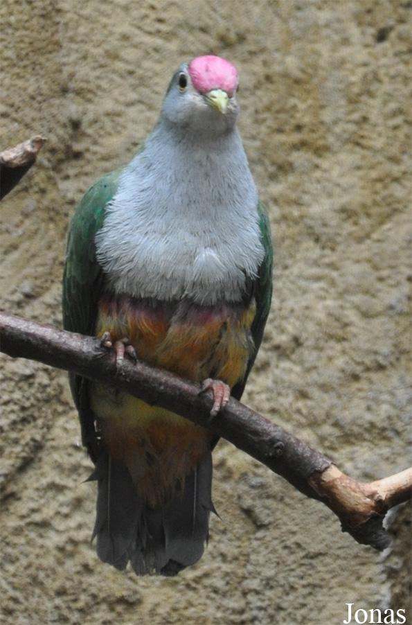 Ptilinopus pulchellus