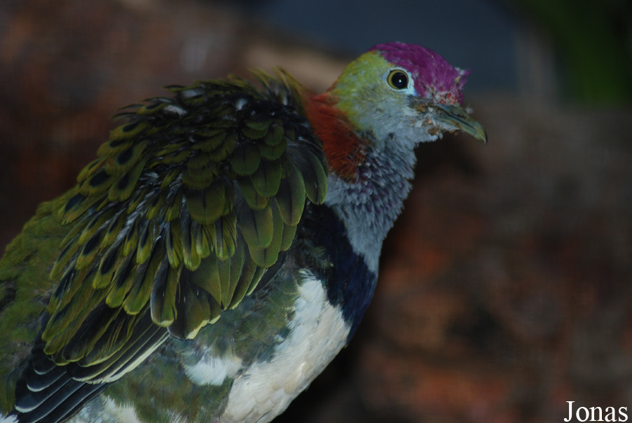 Ptilinopus superbus
