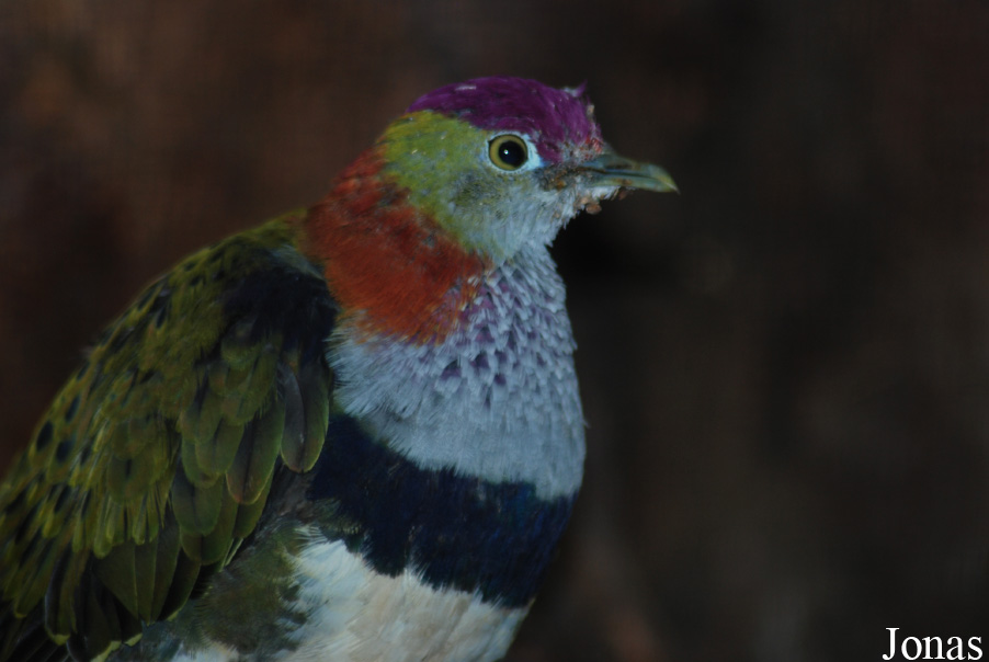 Ptilinopus superbus