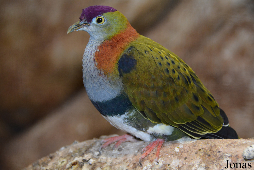 Ptilinopus superbus