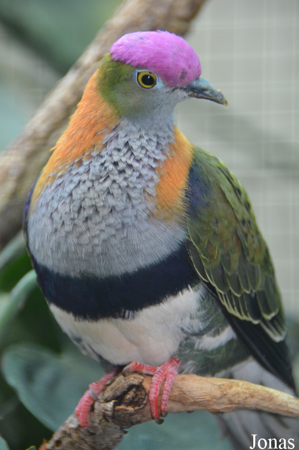 Ptilinopus superbus