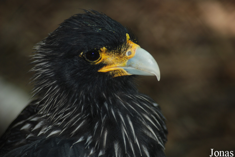 Daptrius australis