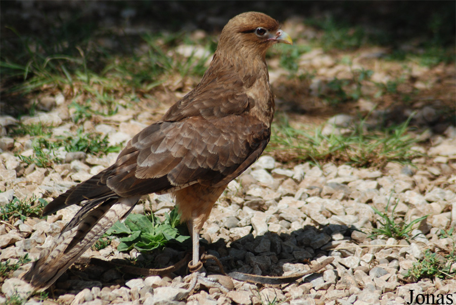 Daptrius chimango