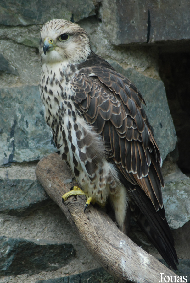 Falco cherrug