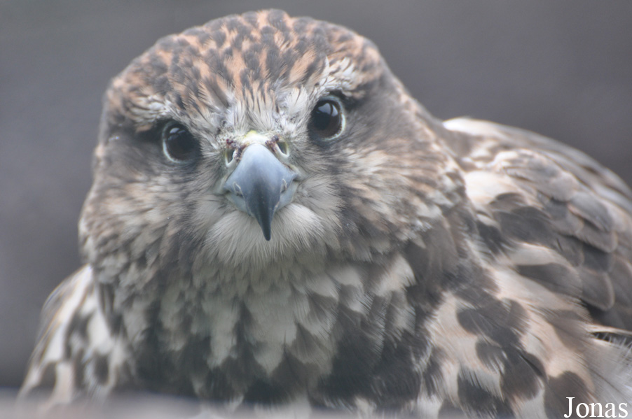 Falco cherrug