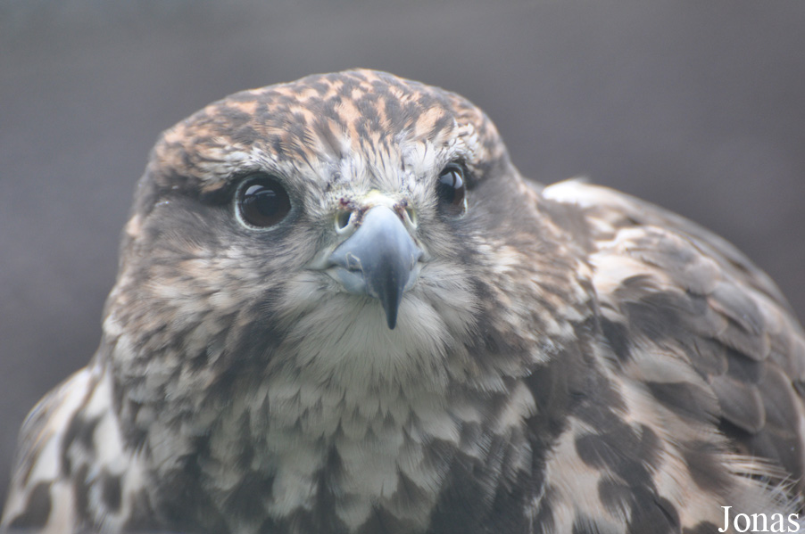 Falco cherrug