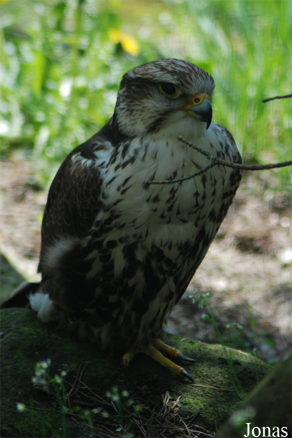 Falco cherrug
