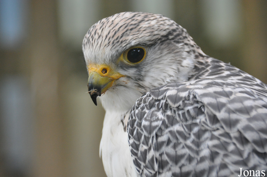 Falco cherrug