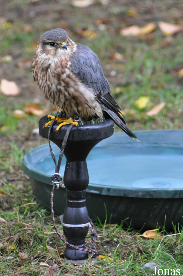 Falco columbarius