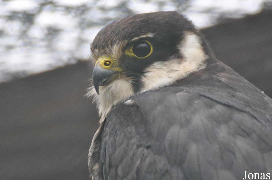 Falco subbuteo