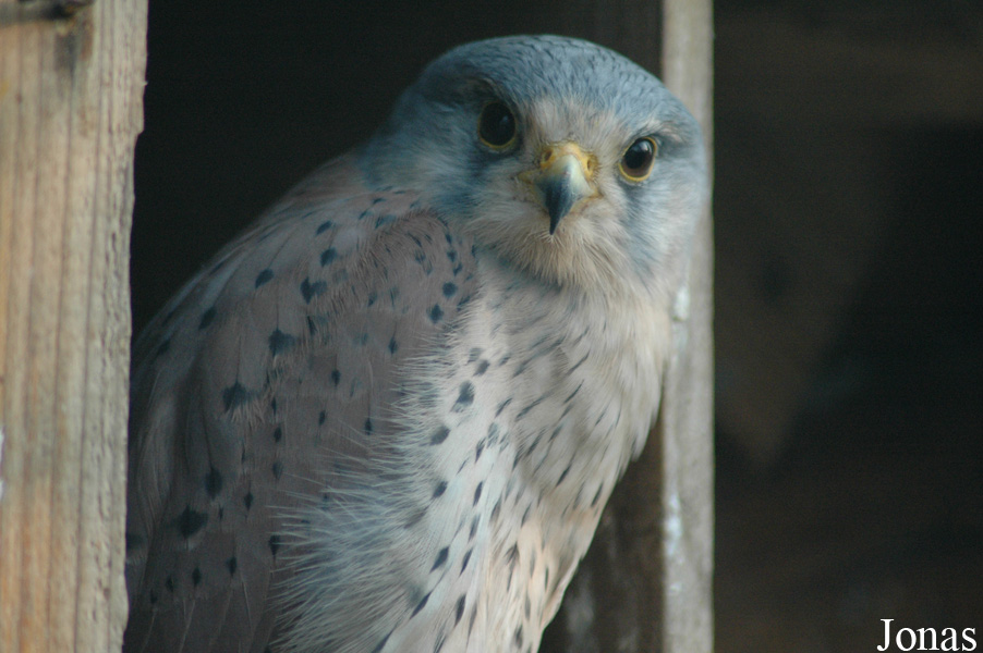 Falco tinnunculus