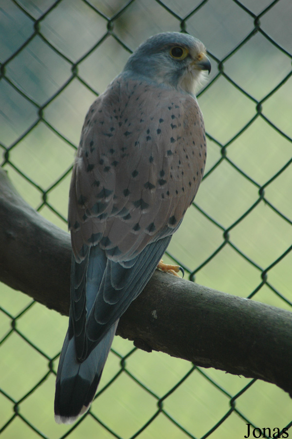 Falco tinnunculus