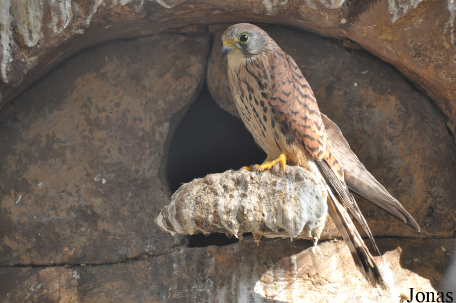 Falco tinnunculus