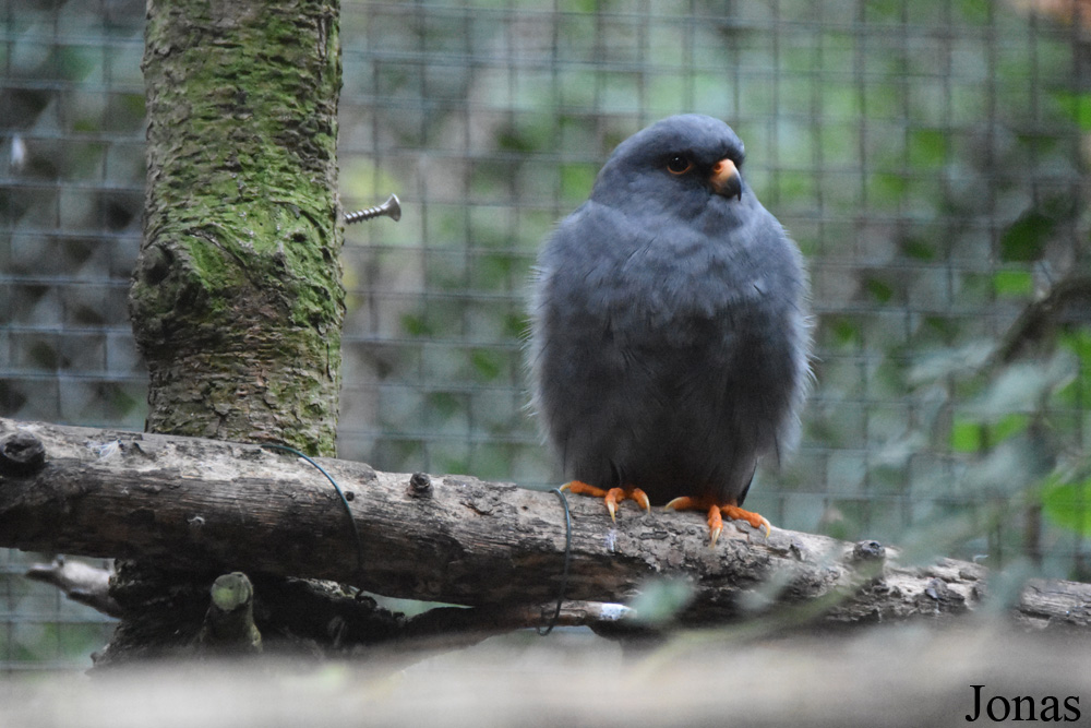 Falco vespertinus