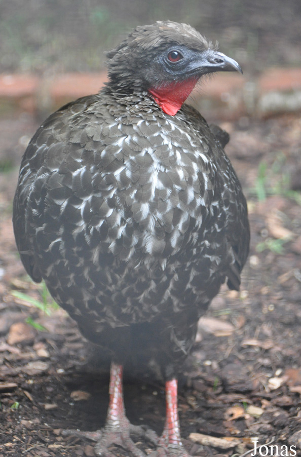 Penelope purpurascens