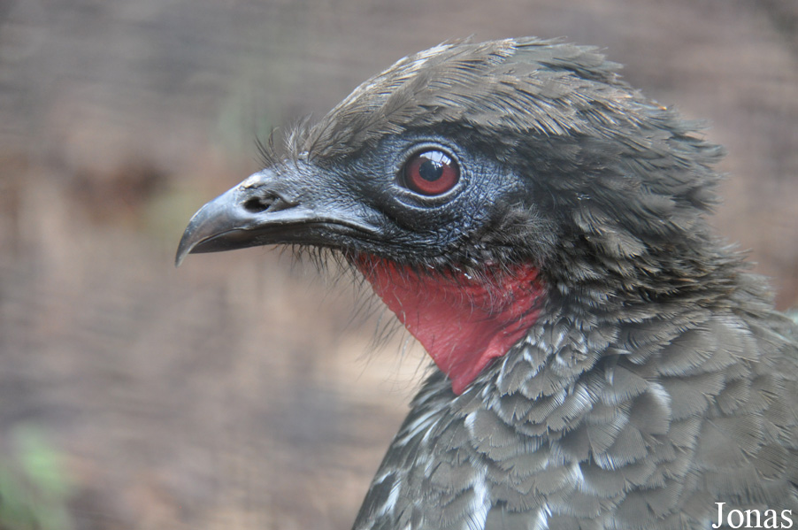 Penelope purpurascens