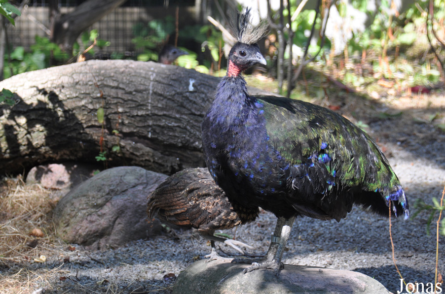 Afropavo congensis