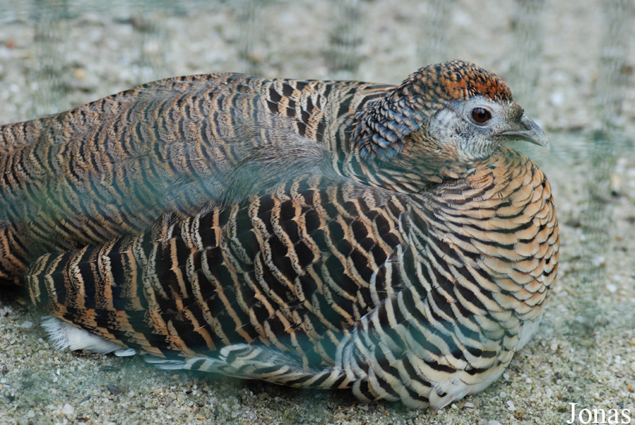 Chrysolophus amherstiae