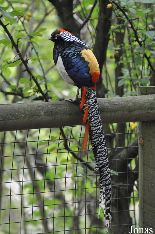Chrysolophus amherstiae