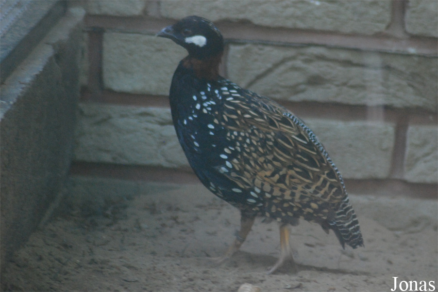 Francolinus francolinus