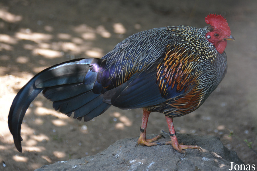 Gallus sonneratii