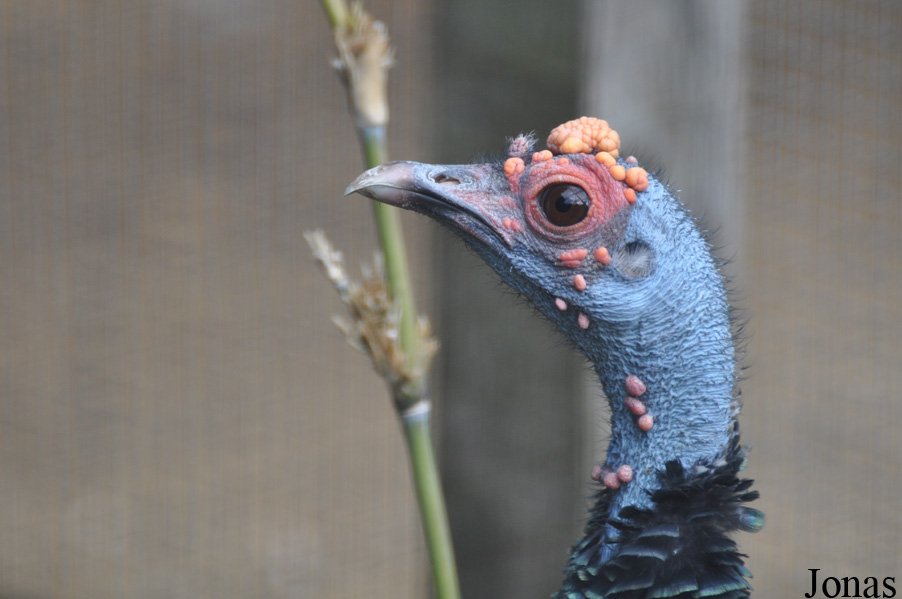 Meleagris ocellata
