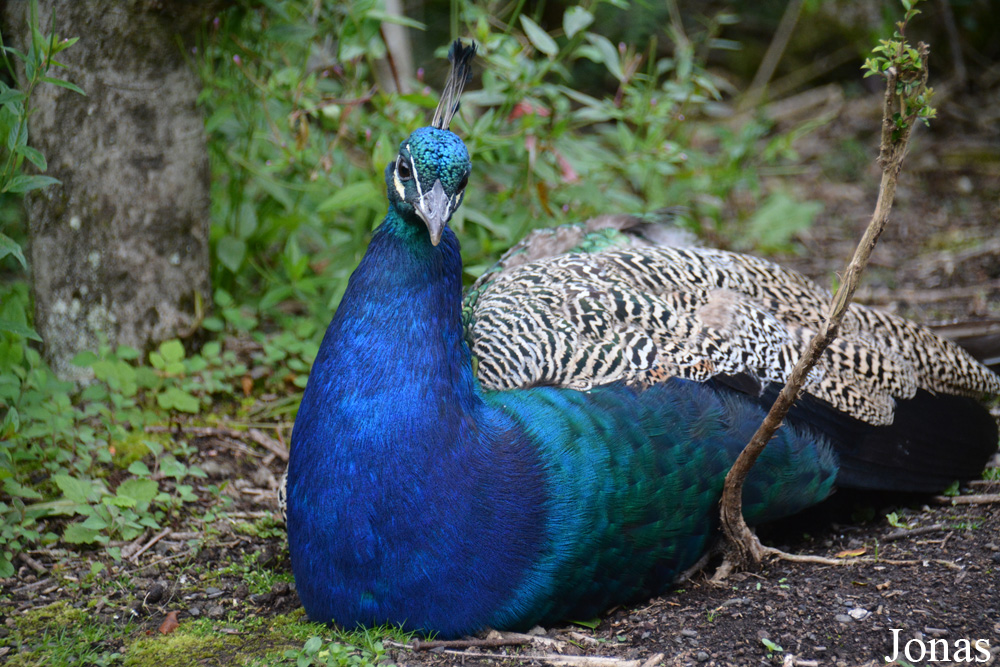 Pavo cristatus