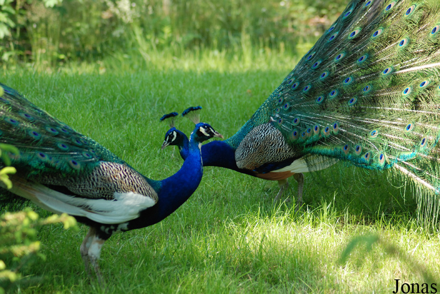 Pavo cristatus
