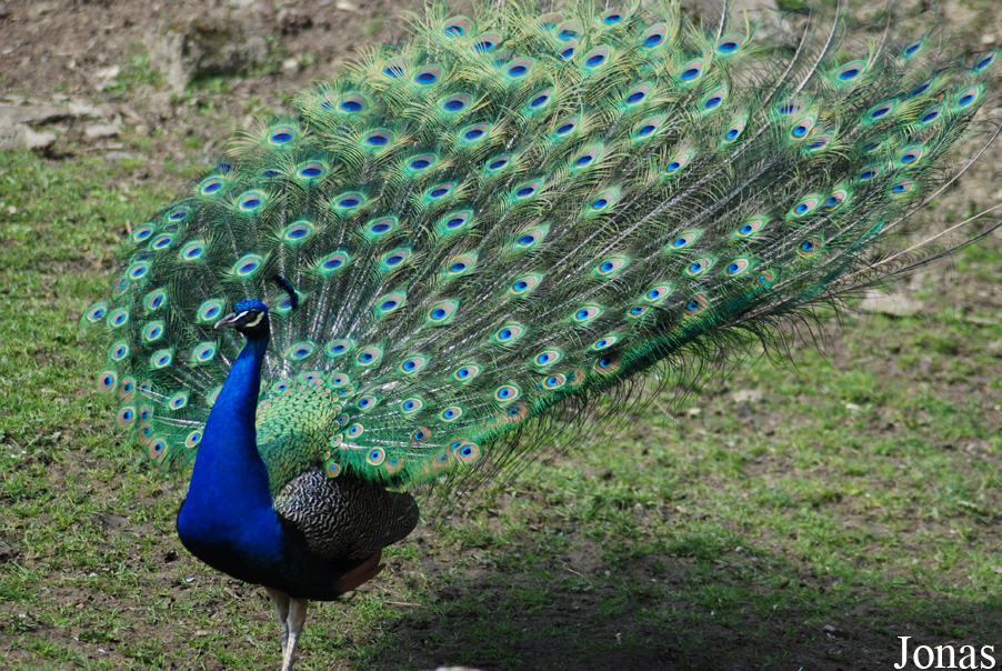 Pavo cristatus