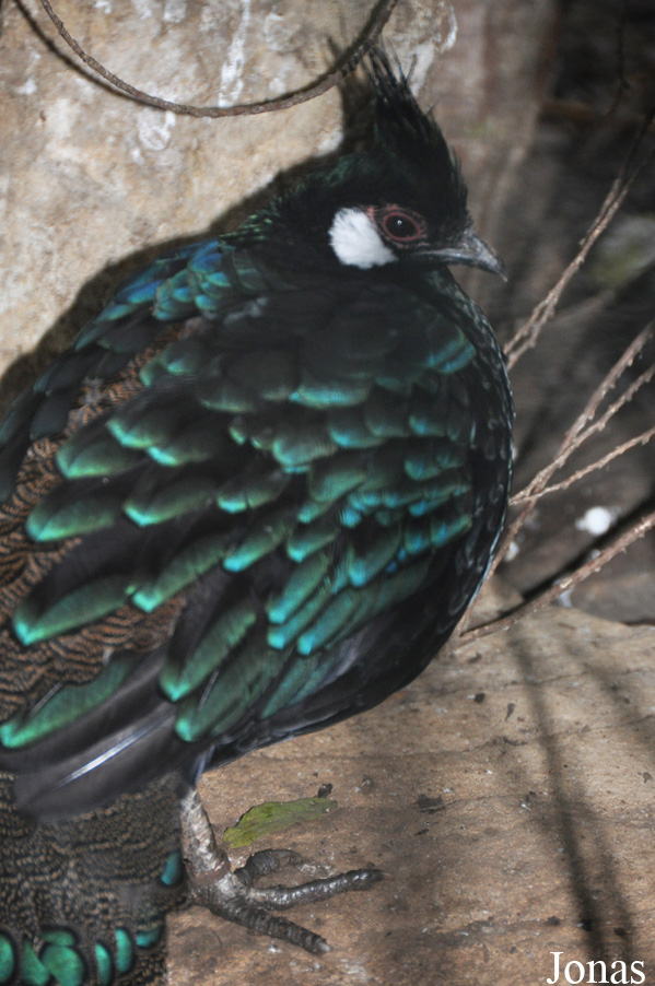 Polyplectron napoleonis