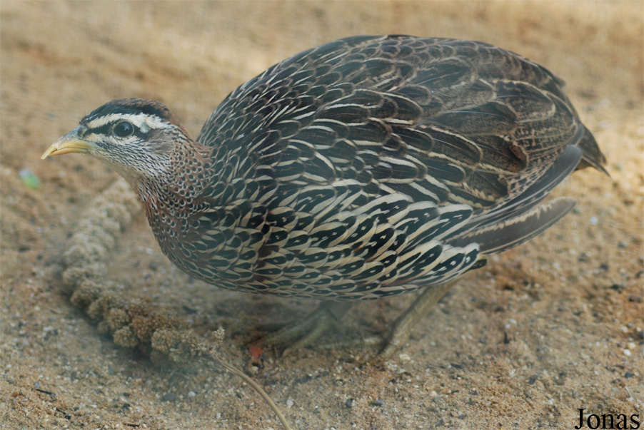 Pternistis bicalcaratus