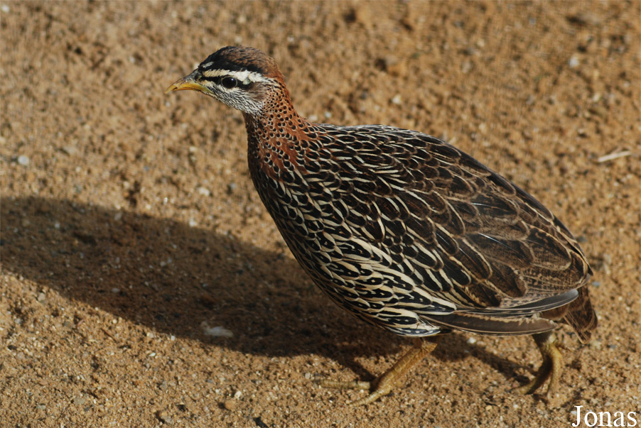 Pternistis bicalcaratus