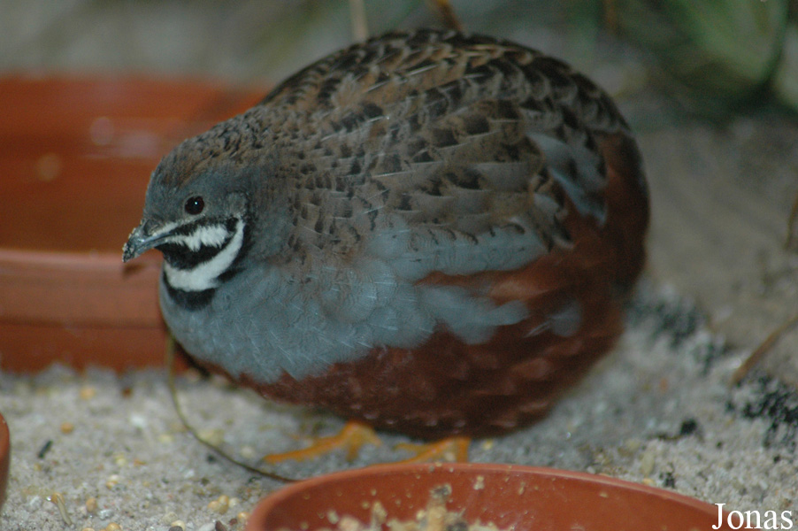 Synoicus chinensis