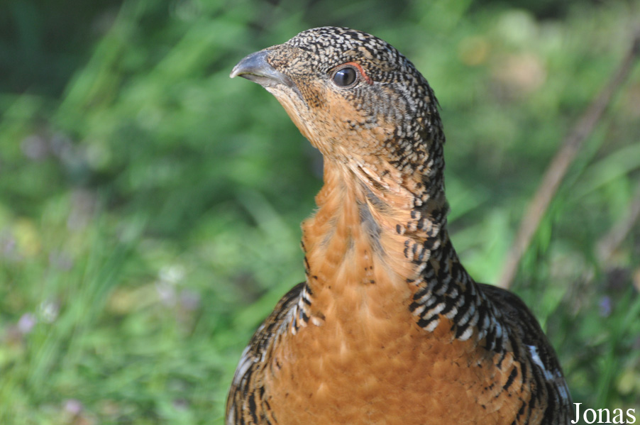 Tetrao urogallus