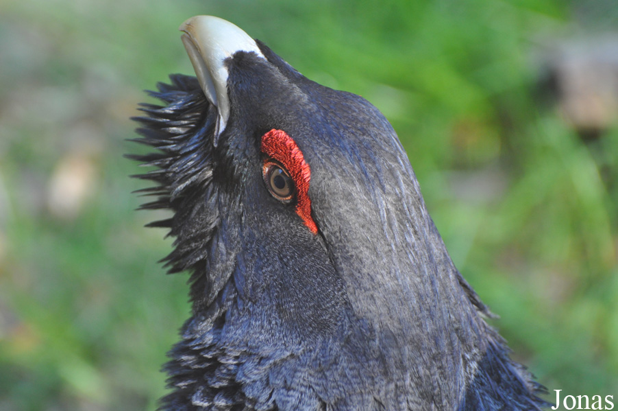 Tetrao urogallus
