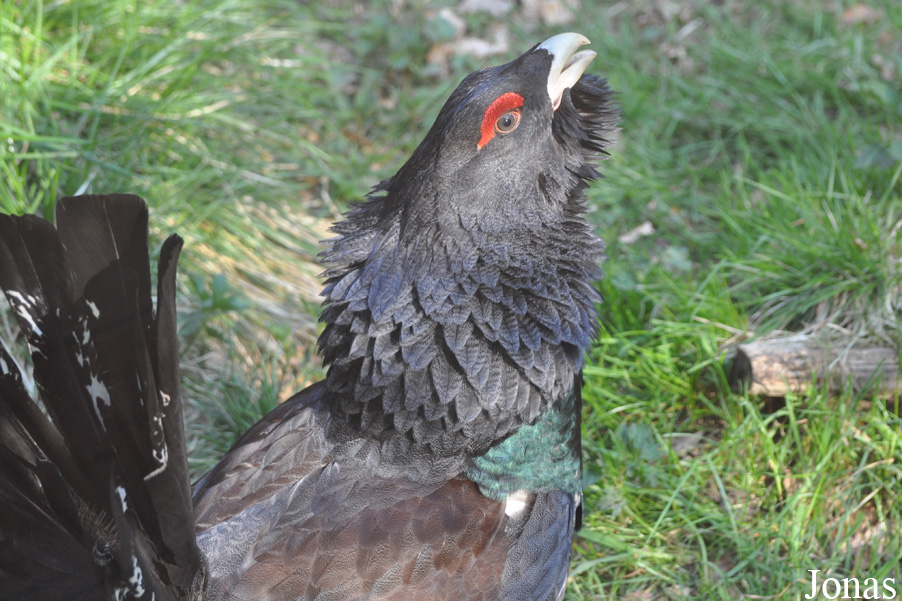Tetrao urogallus
