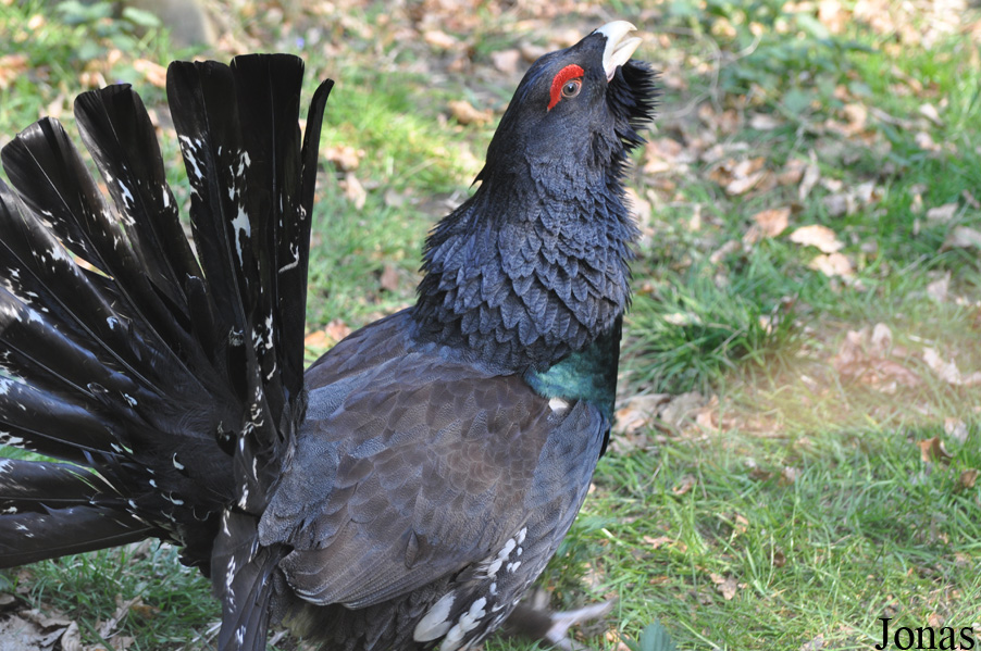 Tetrao urogallus