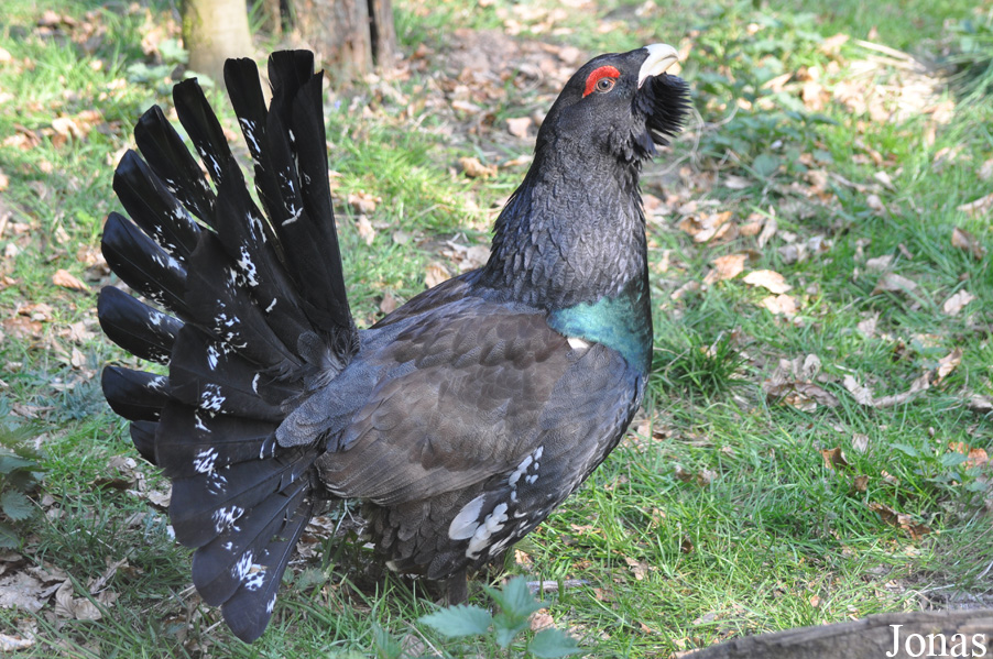 Tetrao urogallus