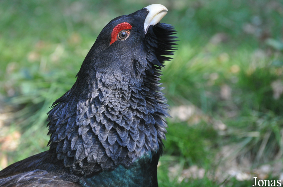 Tetrao urogallus