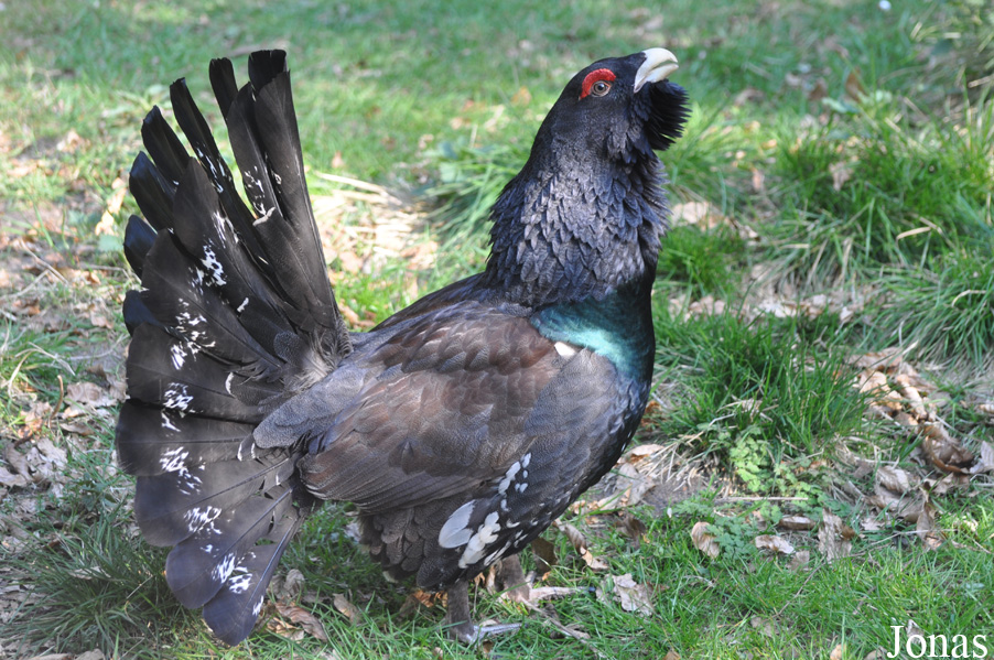 Tetrao urogallus