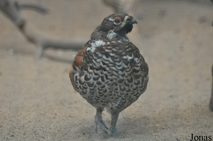 Tetrastes bonasia