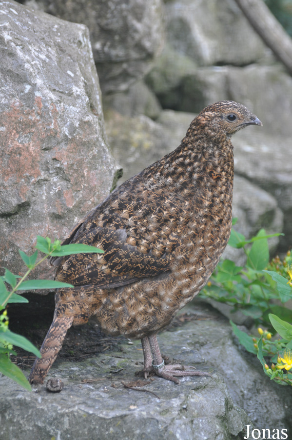 Tragopan satyra