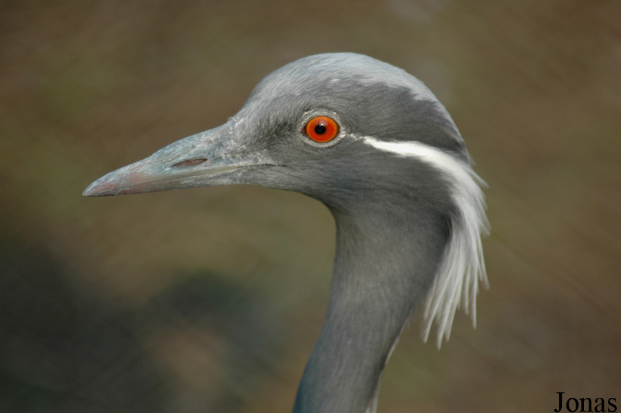 Anthropoides virgo