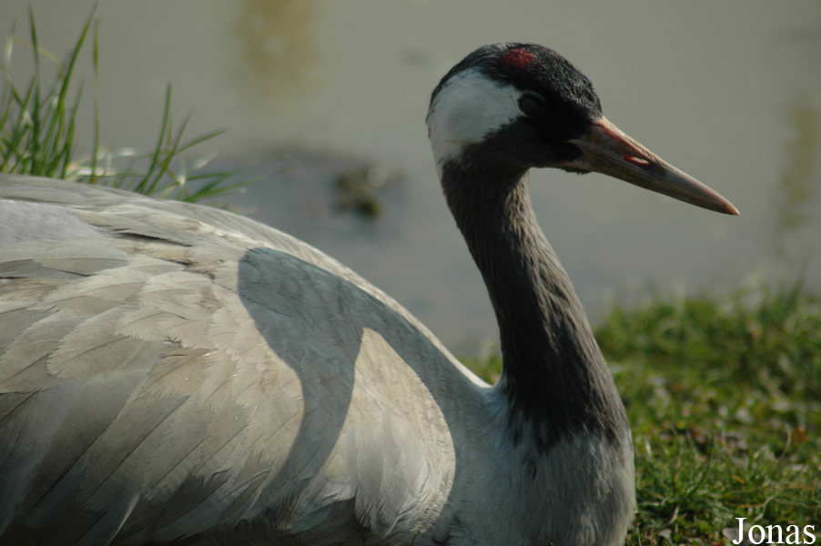 Grus grus