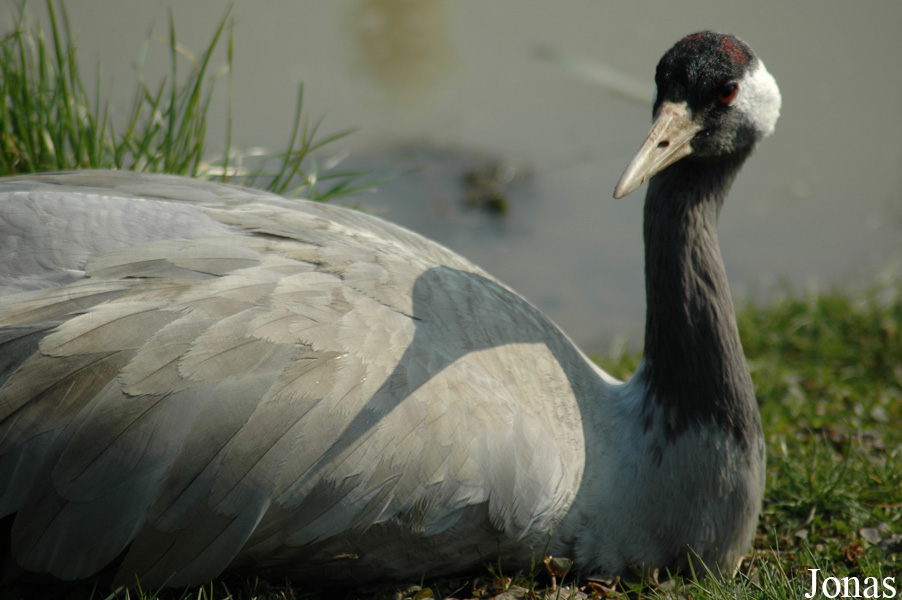 Grus grus