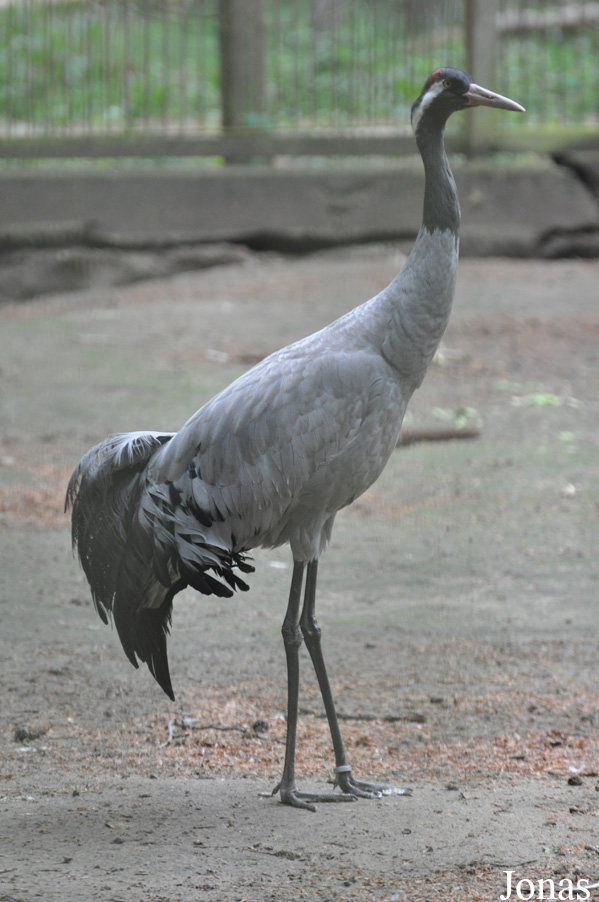 Grus grus