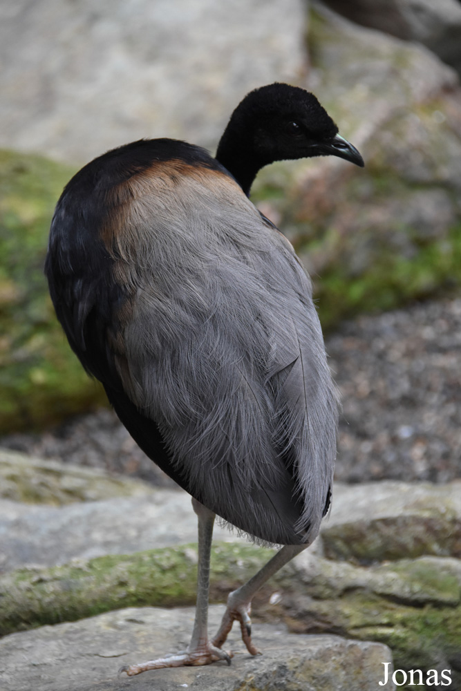 Psophia crepitans